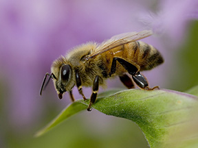 honeybee large